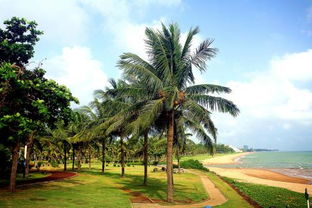海口街头补种近万株椰子树 增加 椰城 特色是真的吗 