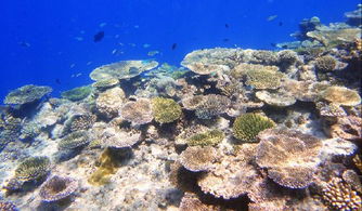 魅力十足的珊瑚礁 
