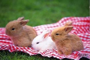 女兔和男兔婚姻好不好