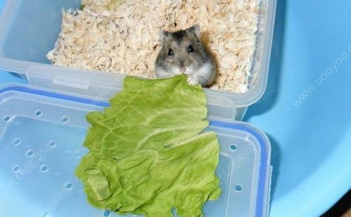 仓鼠可以吃生菜吗,仓鼠的食物链