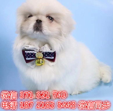 京巴犬宠物买卖 宠物市场 宠物狗狗图片宠物网 第