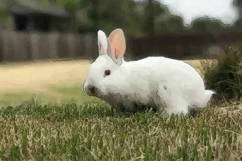 生肖属兔的今年多大 2020年属兔人多少岁了