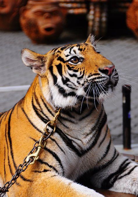 老虎也是猫科动物,那么老虎会吃掉猫咪吗 看完涨知识啦