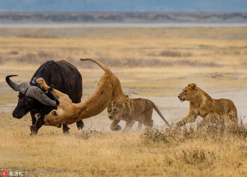 南非母狮教小狮子捕猎 水牛疯狂逃命 狮口脱险 