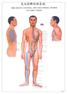 足太阴脾经