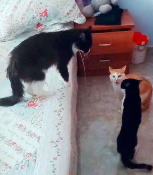 猫咪吵架,主人上前劝,踢了黑猫一脚,橘猫以为发动攻击上去就干
