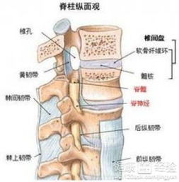 吃什么药治疗腰椎骨质增生