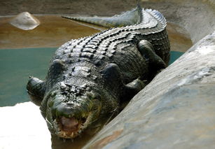 世界最大鳄鱼死亡 身长超6米曾吃人 