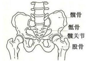 髋关节难受 ,您得找 4 做 穿袜子费劲,听听髋关节有声没 锻炼髋关节,一根皮筋来帮忙 