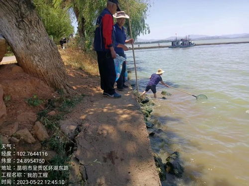 昆明斗南湿地公园一河段漂浮大量死鱼,官方回应