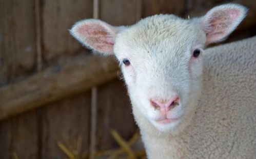 羊的生肖年份属羊的命运(请问属羊的是什么年生的?)