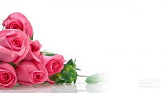 粉色玫瑰代表啥意思 花语寓意全解答