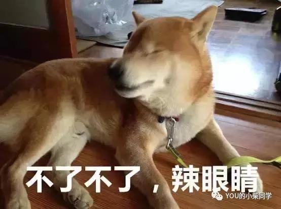 柴犬吃屎怎么办 柴犬吃屎一招搞定