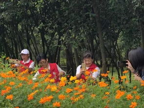 假日看花海 市民花田 五一期间迎来盛花期 