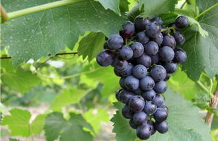 夏黑葡萄口感 为什么少吃夏黑葡萄