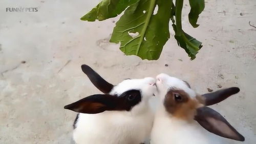 两只兔子吃起了树叶,还要站起来吃,要是够不着就吃不到了 