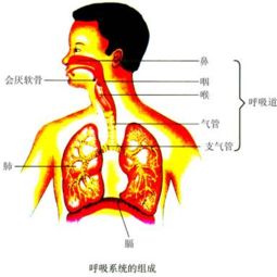 长期阴雨天,农田积水,若不及时排水,淹水的旱生作物很快死亡,是因为植物根的 作用无法进行的缘故 放置时间长的萝卜会空心,就是因为萝卜的呼吸作用,分解了大量的 的缘故 