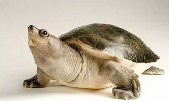 科普学习 瓦哈卡泥龟,蛋龟的一员 温度 
