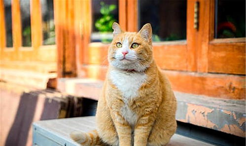橘猫不一定是黄狸猫 部分橘猫长不胖的原因大揭秘