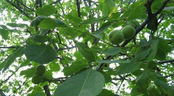 核桃树怎么种,核桃树是怎么种出来的？