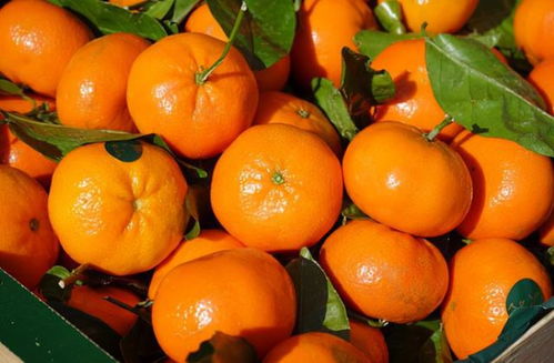 胃不好能吃橘子吗 医生 胃不好的人,5种食物建议常吃