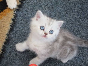 白猫蓝眼睛是什么猫