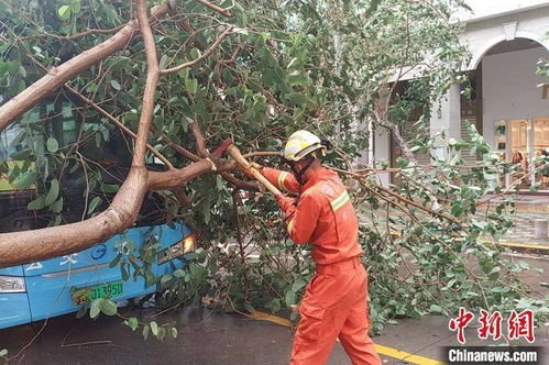 台风 米克拉 吹倒大树 厦门公交车被压