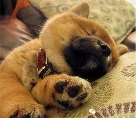狗狗睡觉都会梦见什么 这个答案是你一辈子都不会想到的