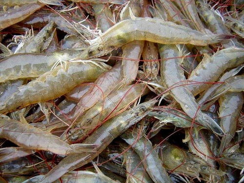 江西淡水养殖白对虾养殖环境有什么要求 益阳分部