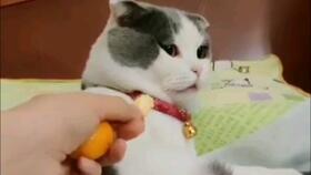 猫很讨厌橘子的气味,但看到我吃橘子,这只猫还是坐不住了