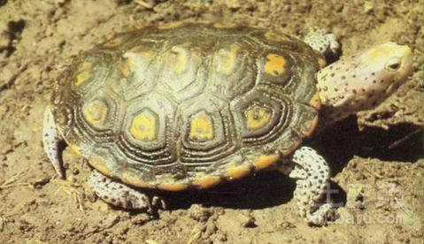 日本石龟饲养方法的介绍