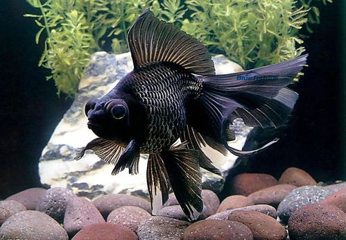 刚生出来的金鱼是黑色的？