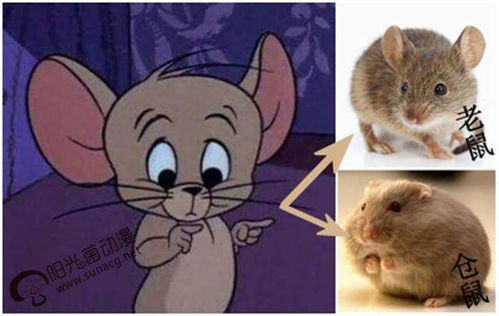 看了十几年 猫和老鼠 ,有谁知道杰瑞到底是老鼠还是仓鼠