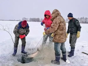实拍东北湖面上凿冰捕鱼,一小时捞百余斤