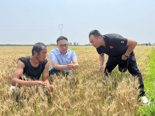中国太保创新泰州市水稻收入扶贫保险项目 助力精准扶贫
