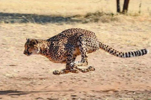 地球上10大反应速度最快的动物,猎豹榜首,狮子第八