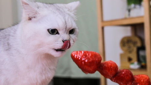 猫咪吃了草莓之后,会有什么样的反应 结果出人意料...