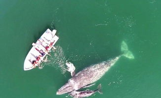 墨西哥海域温顺灰鲸母子亲近游船任游客抚摸