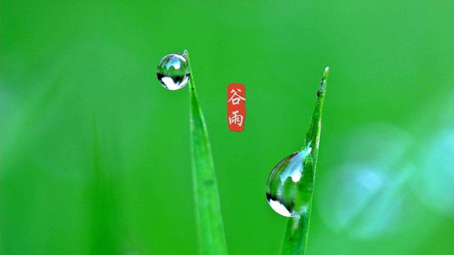 谷雨的句子简短唯美