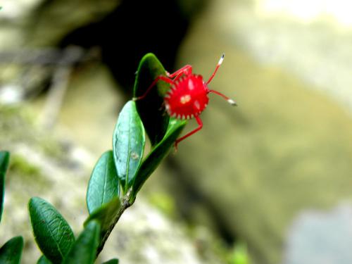 花叶子上面有小红蜘蛛怎么办 