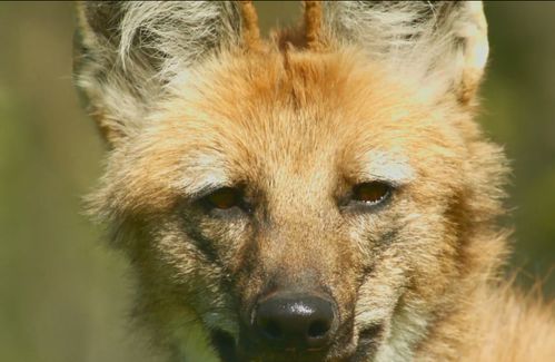 鬃狼 长腿长耳朵的犬科动物,却被称为 踩高的狐狸