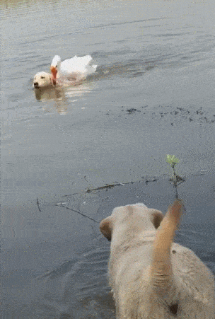 小狗调戏大鹅,鹅将其擒下,骑着小狗游出水域
