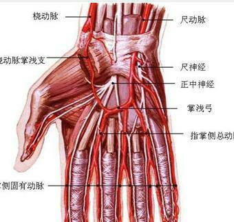 腋下大动脉在哪里图片 搜狗图片搜索