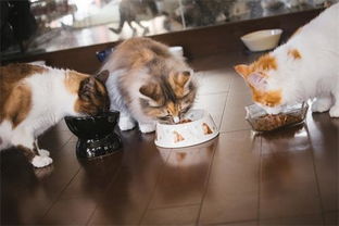 猫罐头天天吃有什么后果,猫罐头天天吃好吗 