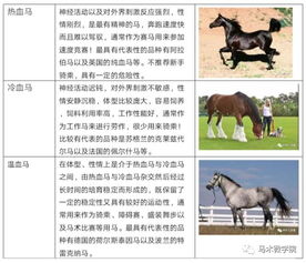 马的品种大全 马的分类及常见品种详解