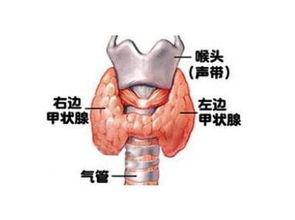 请问甲亢病有什么危害 