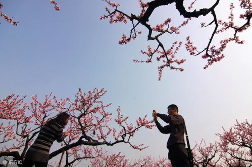 四大桃花星,八字有这四个生肖就桃花运开挂,