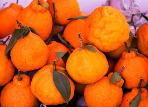 橘和柑有什么区别吗 