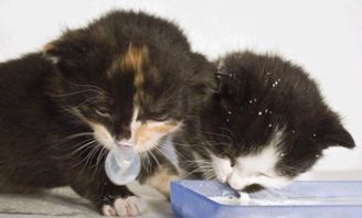 猫咪哺乳期要吃什么 哺乳期营养不良怎样调理 