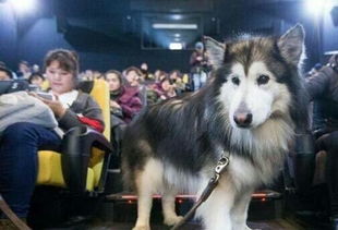 杭州一只狗狗获准进入电影院观影 原因很暖心 